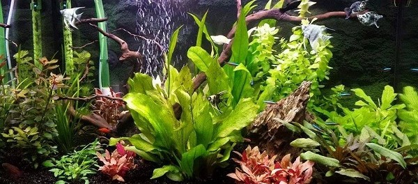 acquario