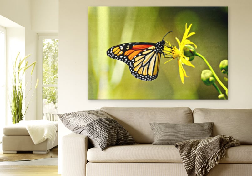 dflt_detpop_dco_canvas_01